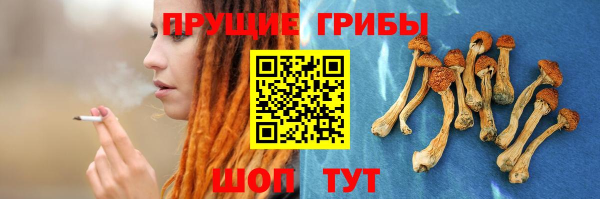 Псилоцибиновые грибы Psilocybine cubensis Солнечногорск